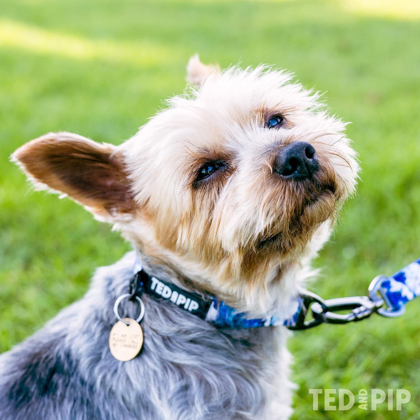 Ocean Waves - Stylish Lead & Collar Set - Ted & Pip - Stylish Premium Dogwear
