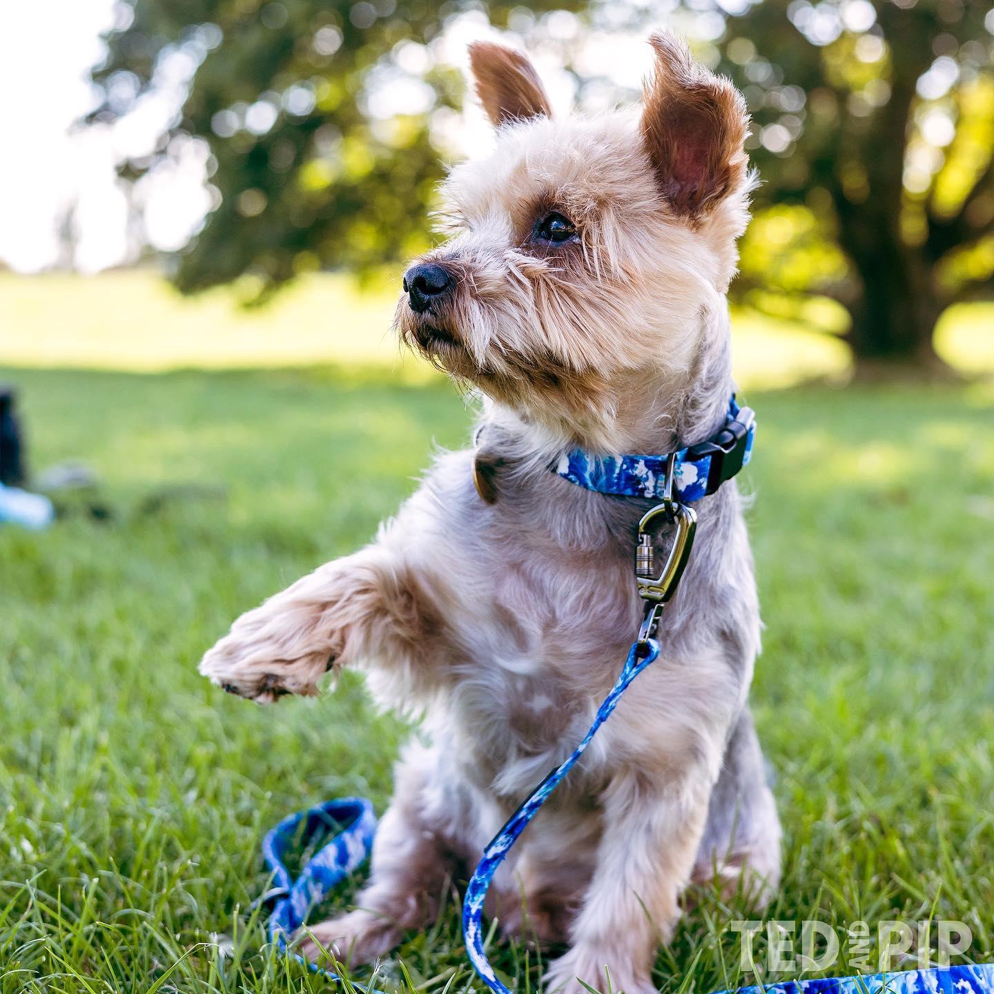 Ocean Waves - Stylish Lead & Collar Set - Ted & Pip - Stylish Premium Dogwear