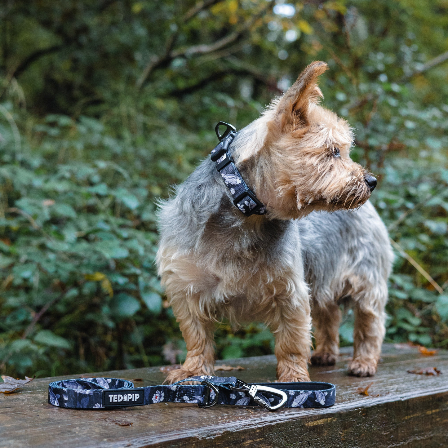 Koi Serenity - Stylish Dog Collar