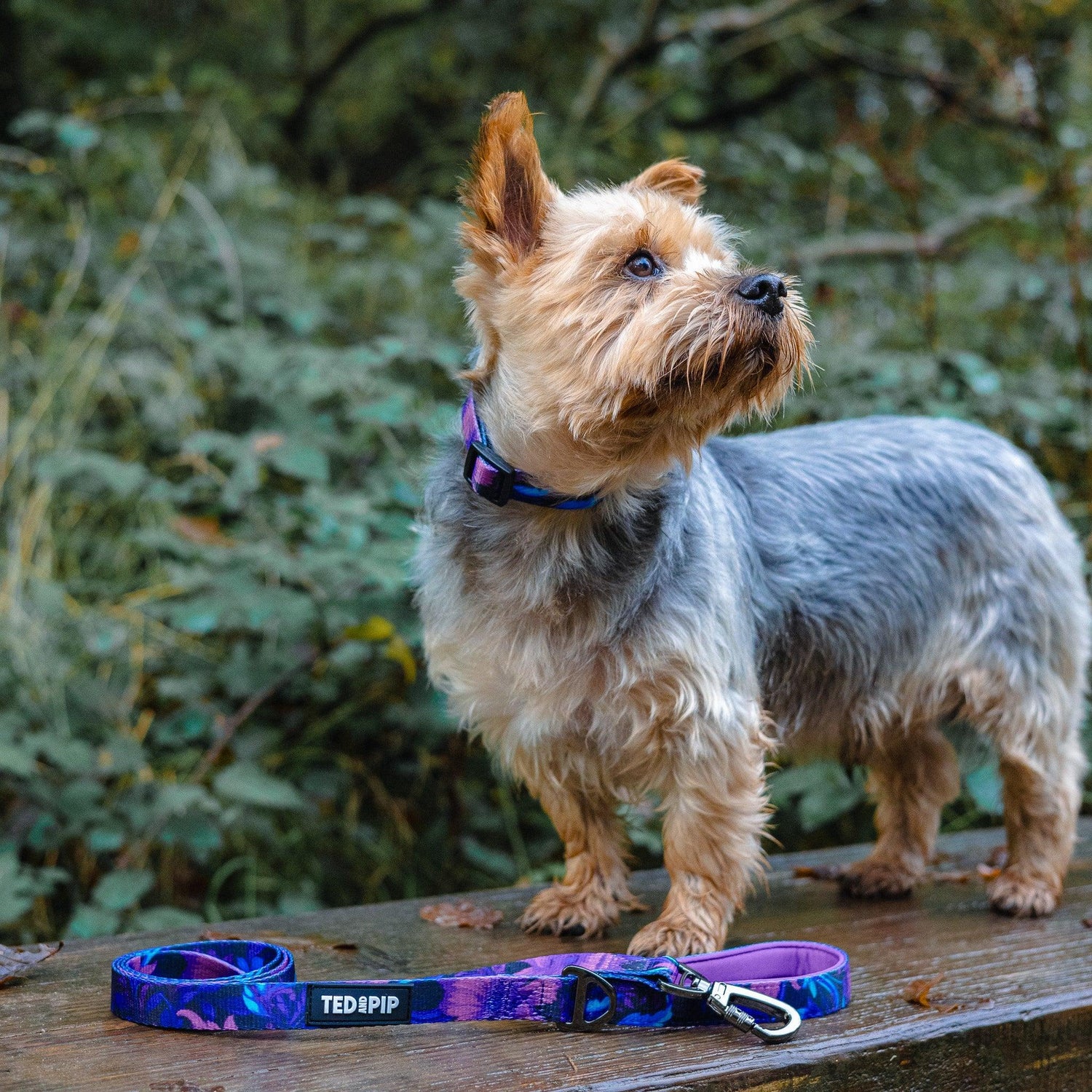 Sakura Bloom - Stylish Lead & Collar Set - Ted & Pip - Stylish Premium Dogwear