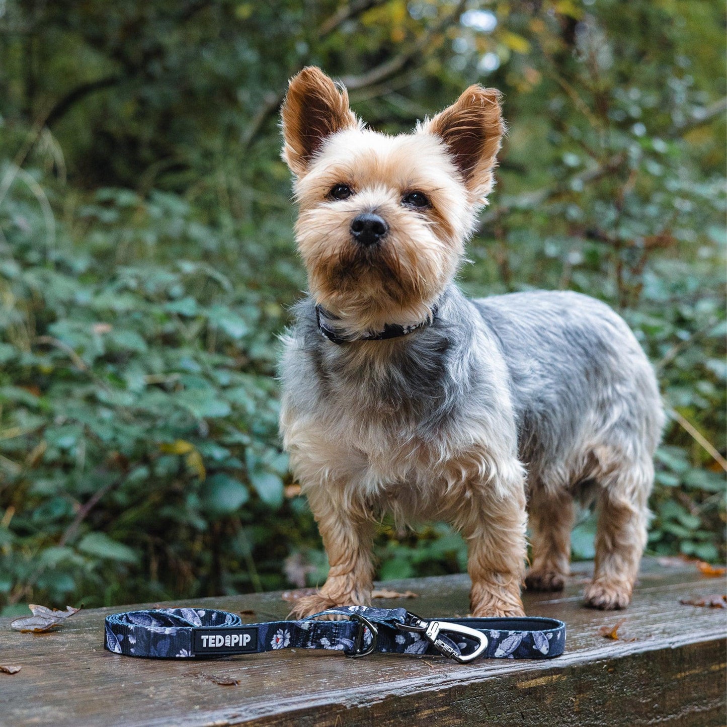Koi Serenity - Stylish Lead & Collar Set - Ted & Pip - Stylish Premium Dogwear