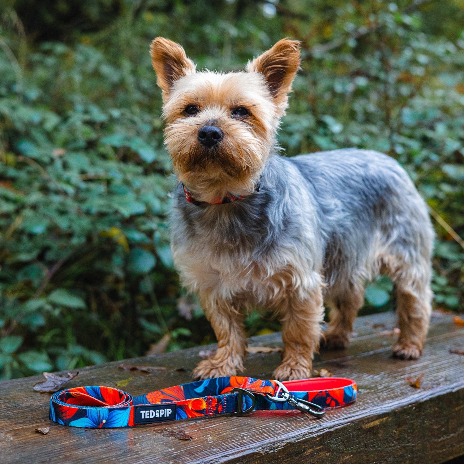 Scarlet Lily - Stylish Lead & Collar Set - Ted & Pip - Stylish Premium Dogwear