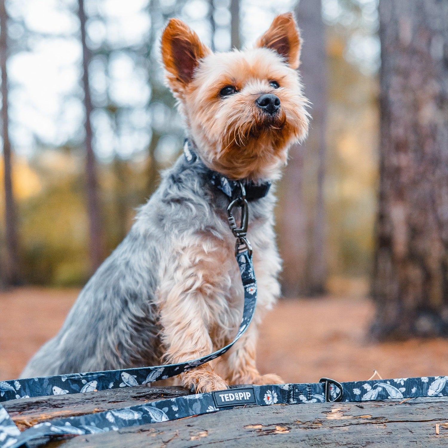 Koi Serenity - Stylish Lead & Collar Set - Ted & Pip - Stylish Premium Dogwear