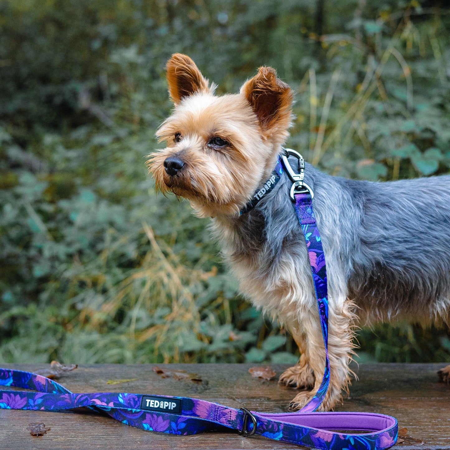 Sakura Bloom - Stylish Lead & Collar Set - Ted & Pip - Stylish Premium Dogwear