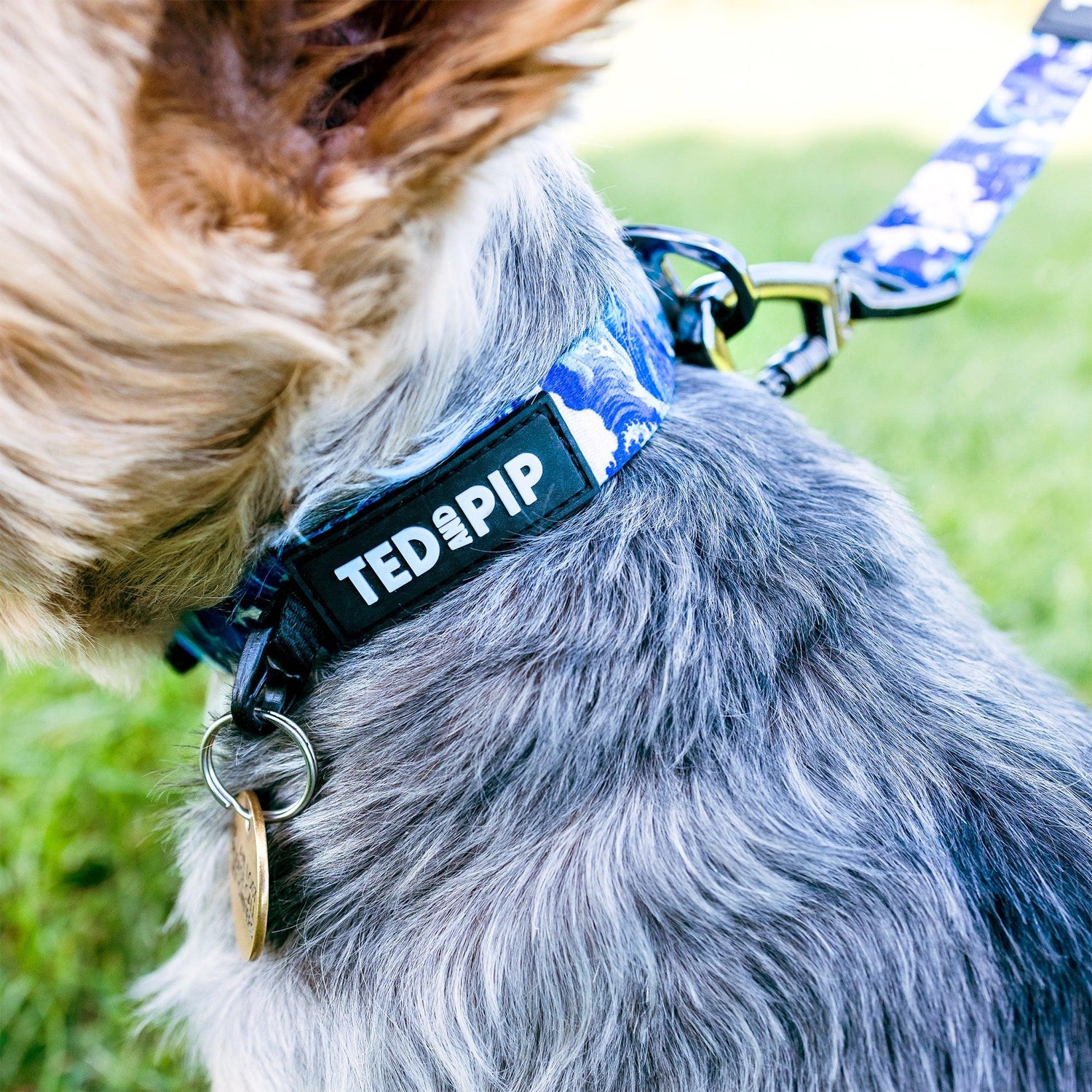 Ocean Waves - Stylish Dog Collar - Ted & Pip - Stylish Premium Dogwear