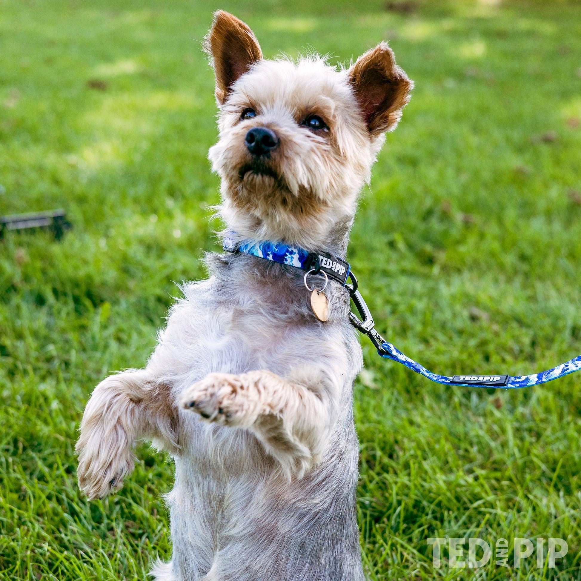 Ocean Waves - Stylish Dog Lead - Ted & Pip - Stylish Premium Dogwear