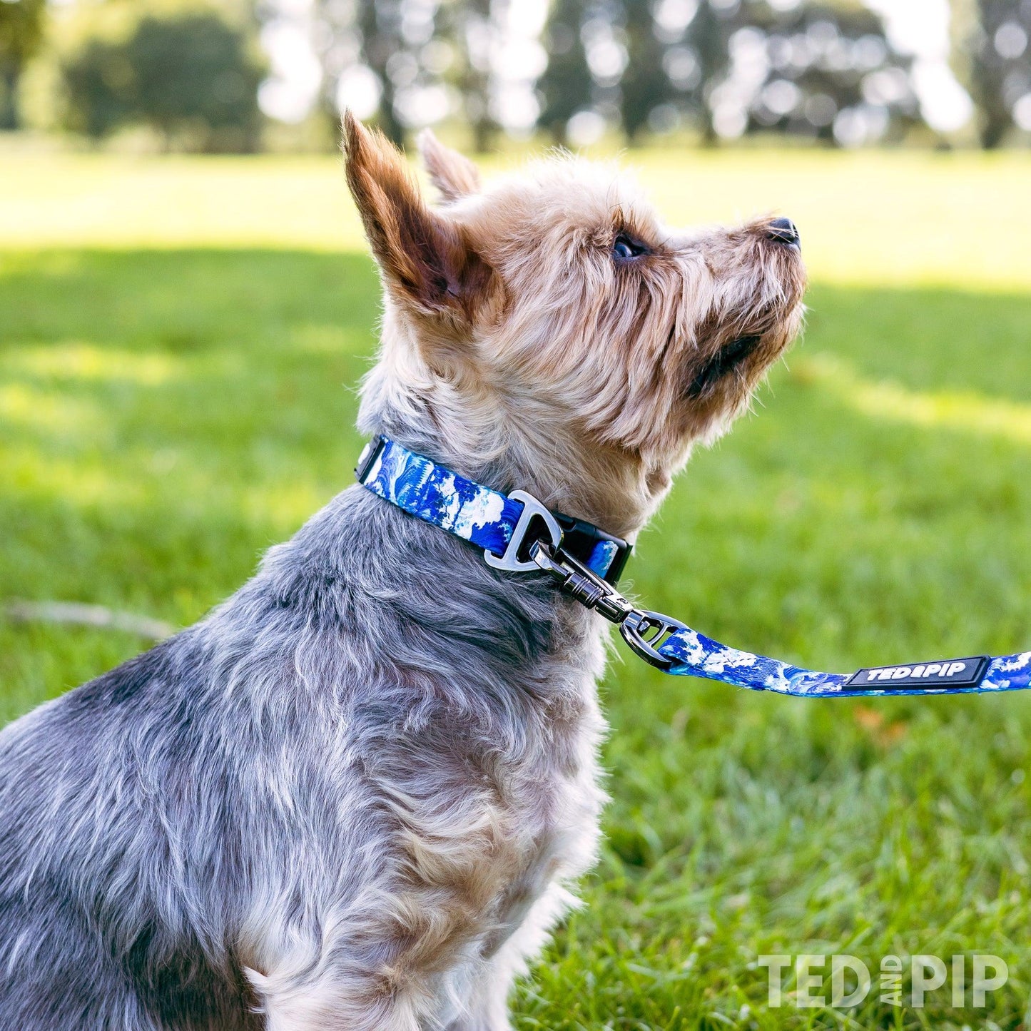 Ocean Waves - Stylish Dog Collar - Ted & Pip - Stylish Premium Dogwear