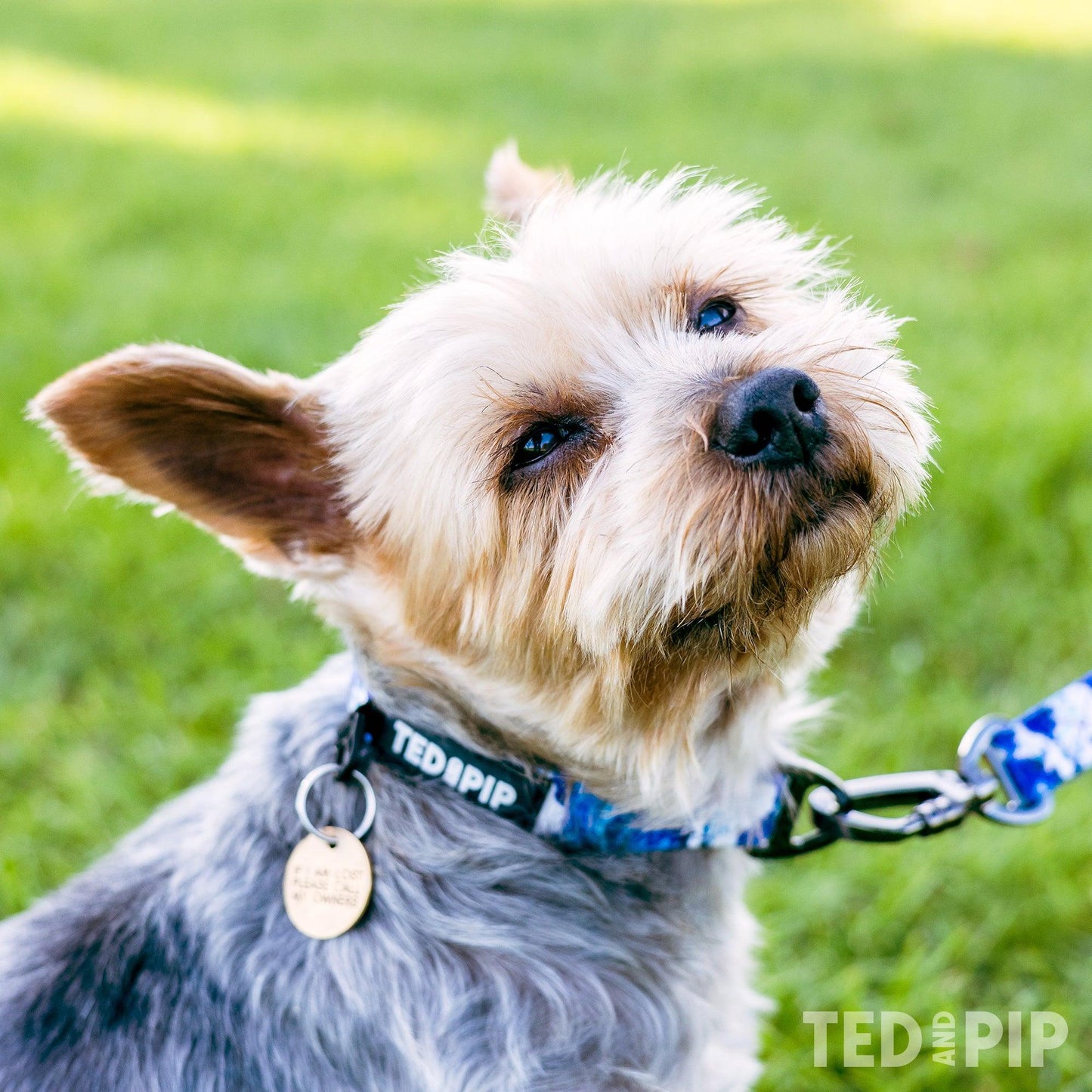 Ocean Waves - Stylish Dog Collar - Ted & Pip - Stylish Premium Dogwear