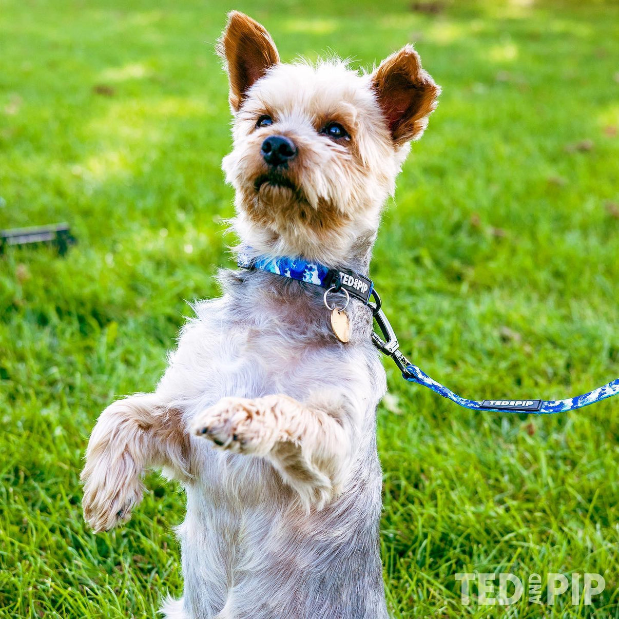 Ted & Pip - Stylish Dogwear