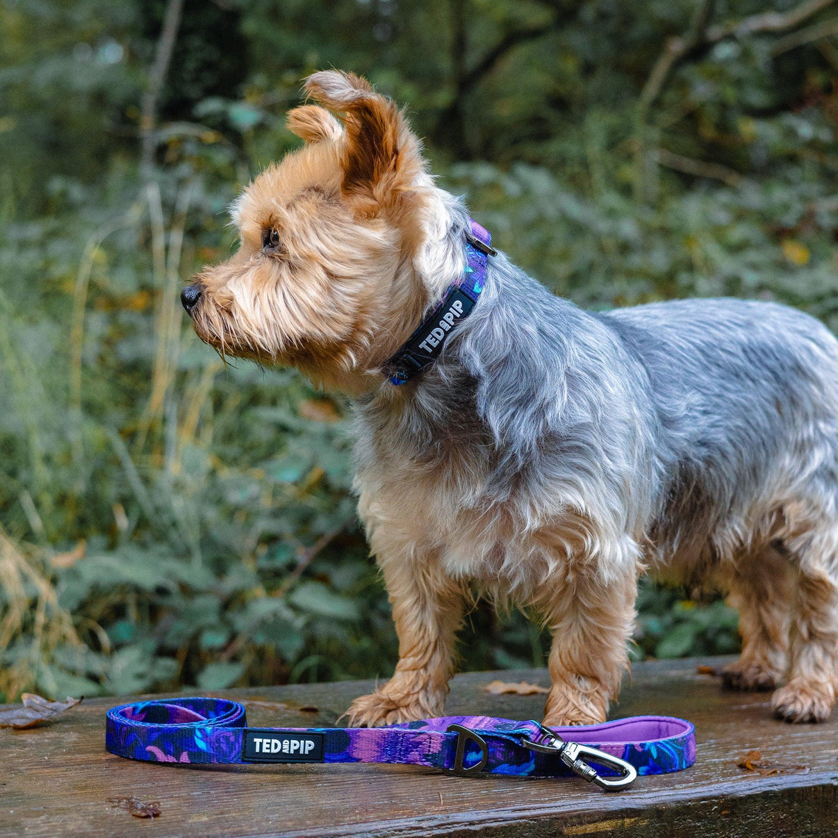 Ted & Pip - Stylish Dogwear