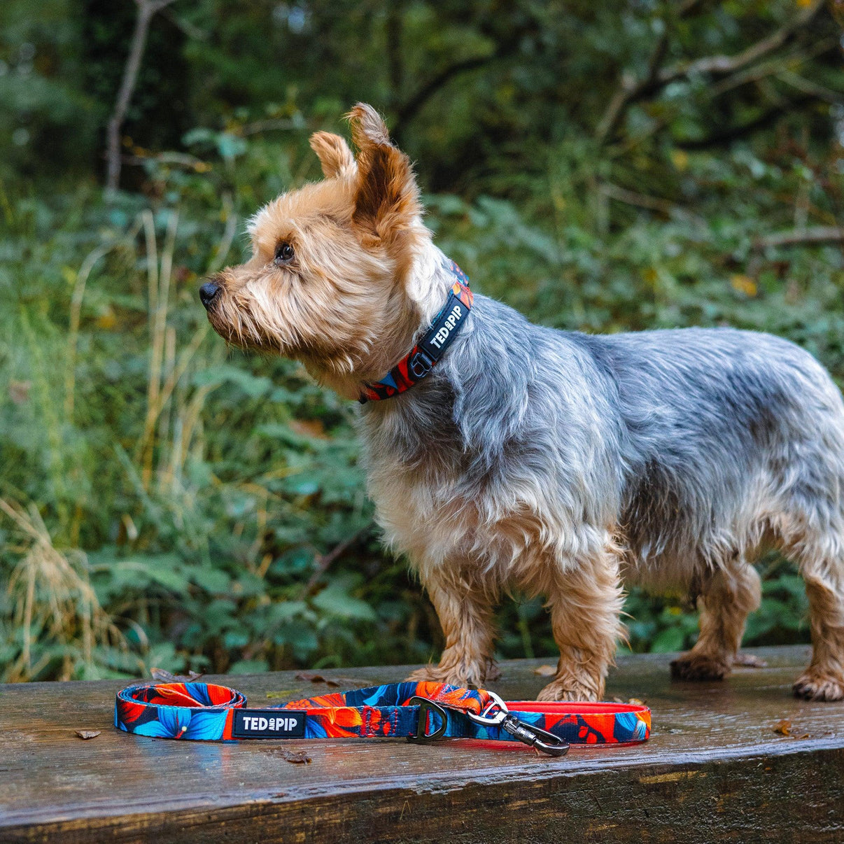 Ted & Pip - Stylish Dogwear